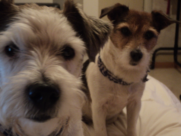 Parson Russell Terriër