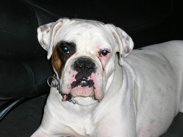 Boxer