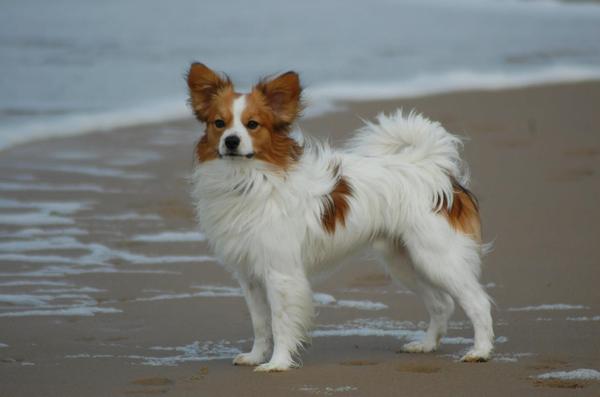 Epagneul Nain Continental