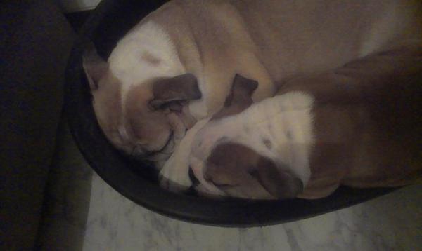 Engelse Bulldog