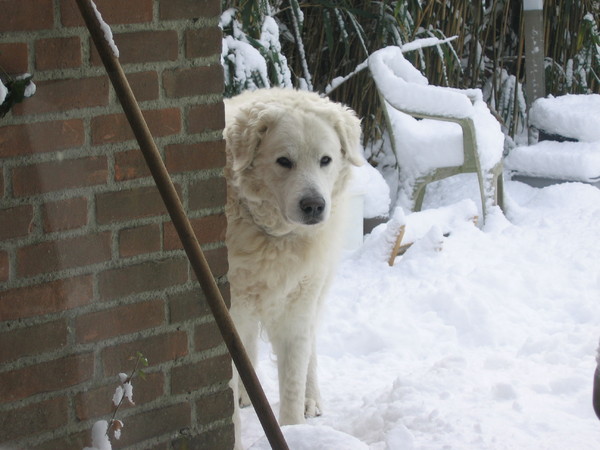 Kuvasz