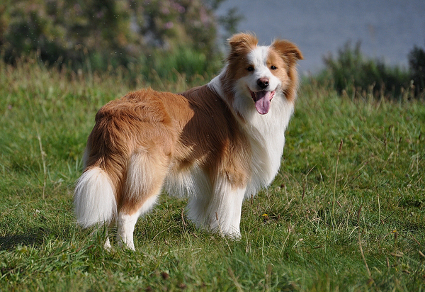 Border Collie