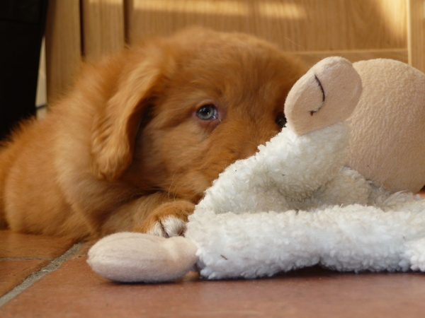 Jayla met haar favoriete schaapje