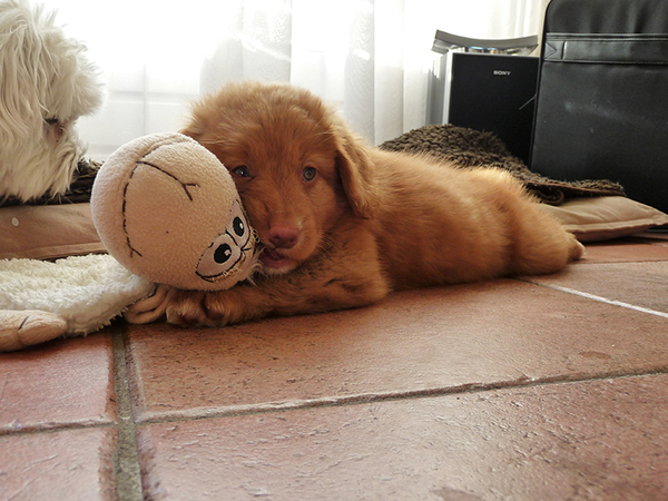 jayla en haar schaap