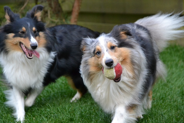 Topfavoriet hier in huis wat speeltjes betreft... De bal!