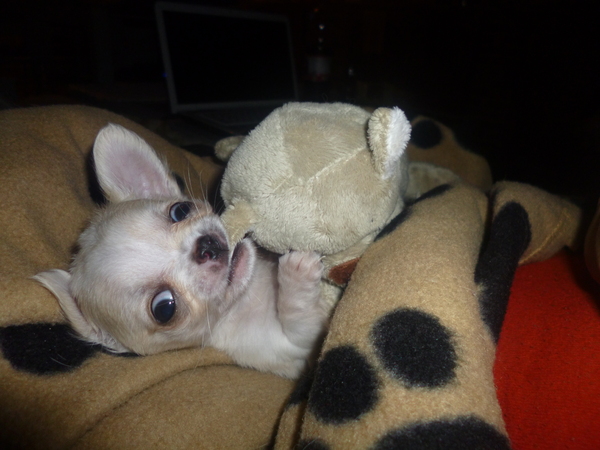 Shiva en de grote beer