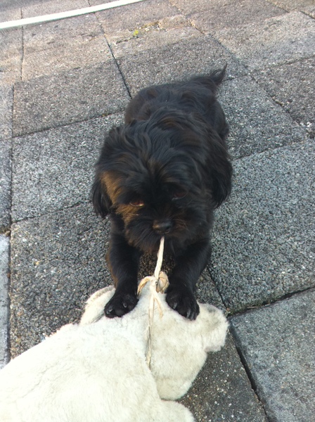 mijn lievelings knuffel