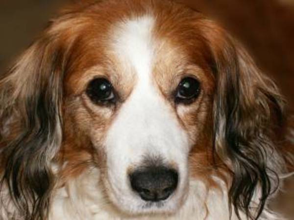 Kooikerhondje