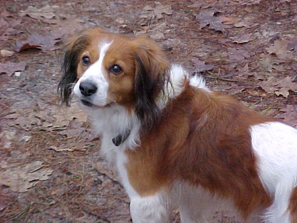 Kooikerhondje