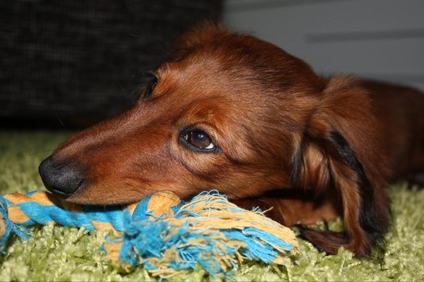 Mijn favo speeltje...