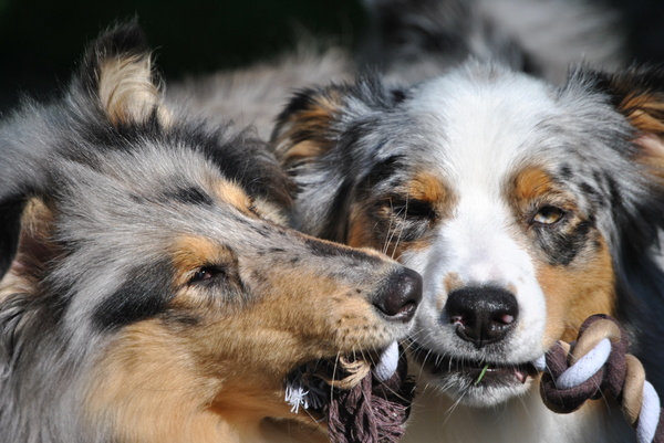 Lievelingsspeelgoed van Diesel en Sky