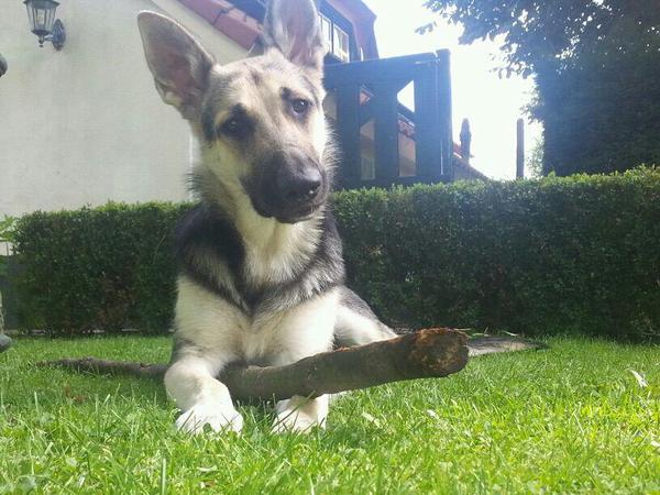 Een simpele stok blijft haar favoriete speeltje