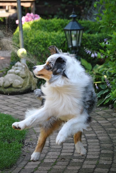 Natuurlijk de bal!!!