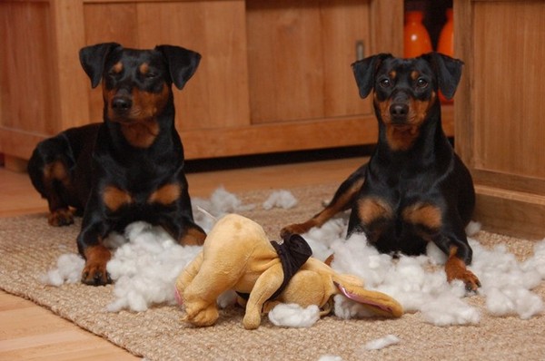 Lievelingsspeelgoed gaat maar een paar uur mee.