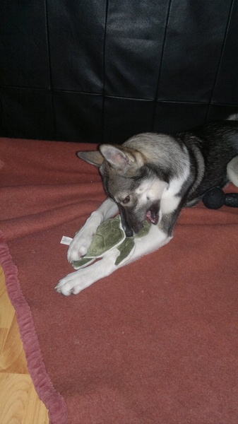 Kiana en haar superdier