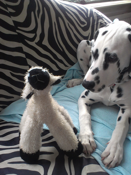 What's he gonna do??