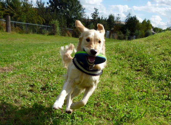 Max met z'n lievelingsfrisbee!