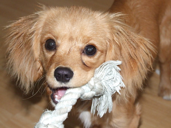 Wil je met me spelen?