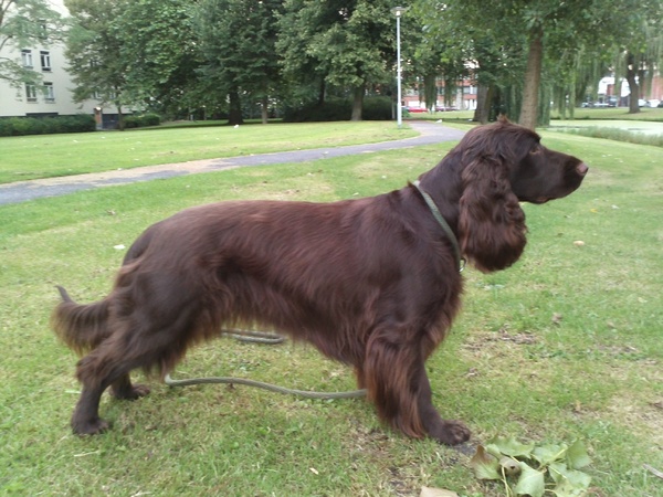 Field Spaniel