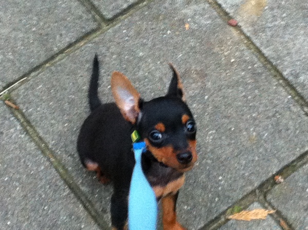 Chicko 8 weken en een half buiten 2