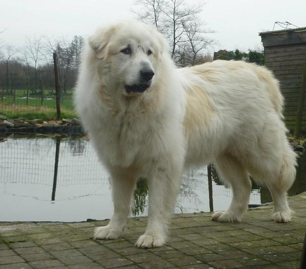 Pyreneese Berghond