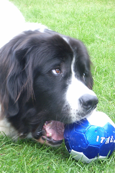 De jaarlijkse voetbal vd kermis!