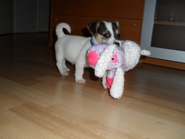 Kleine Melo met knuffel.