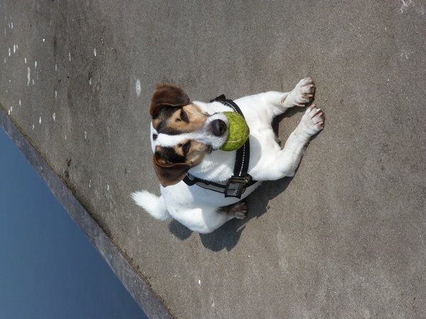 Dit is toch echt het allerleukste wat er is...