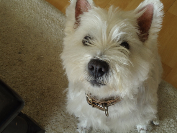 West Highland White Terrier