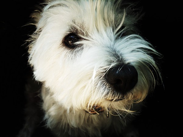West Highland White Terrier