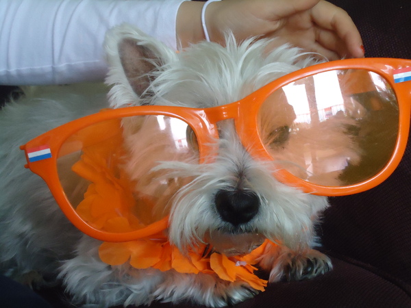 West Highland White Terrier