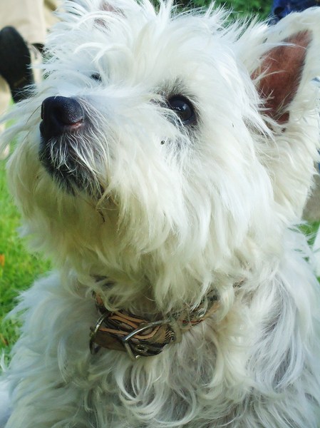 West Highland White Terrier