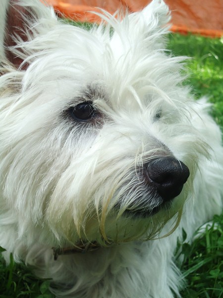 West Highland White Terrier