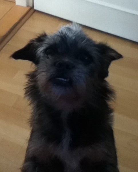 Affenpinscher