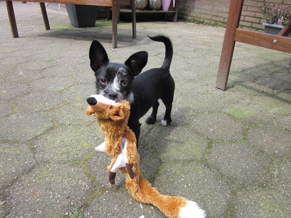 Ik hou van mijn Vosje