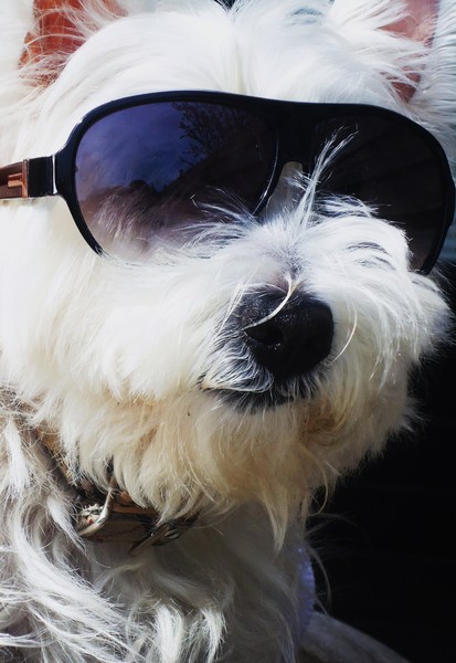 West Highland White Terrier