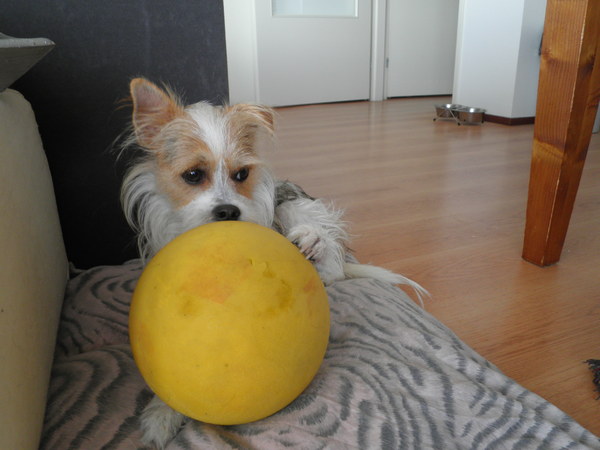 Zijn veeeel te grote bal!!