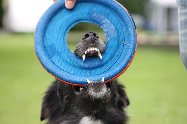 Ik laat hem echt niet los hoor baasje!