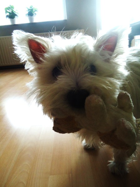 West Highland White Terrier