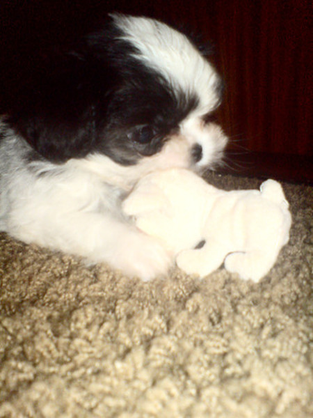 kauwen op een beertje. 