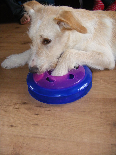 is het nu een kat of toch een hond?