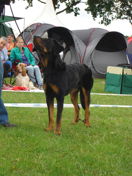 Beauceron van de Bieze