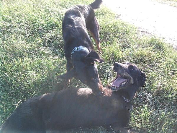 Beauceron van de Bieze