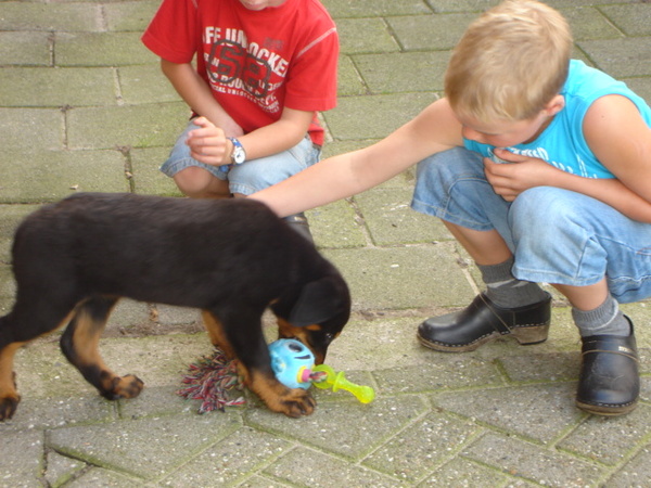 Beauceron van de Bieze