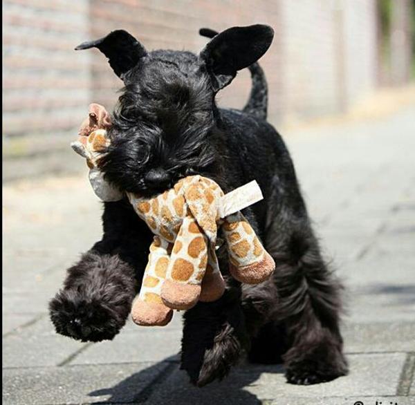 Pepita met haar girafje