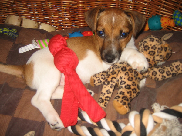 Jack Russell Terrier