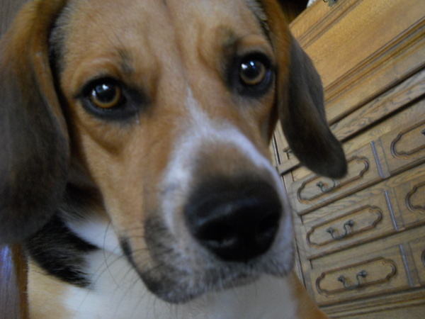 Beagle
