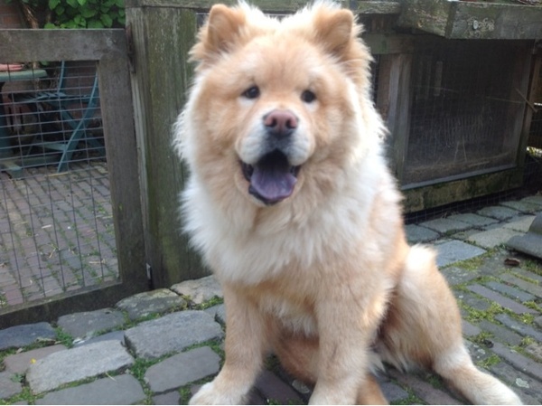 Chow chow
