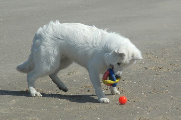 Mijn lievelings speel goed