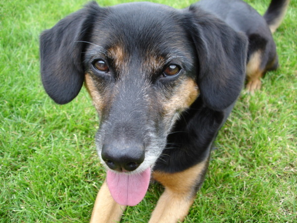 Onze mooie oude Jacky